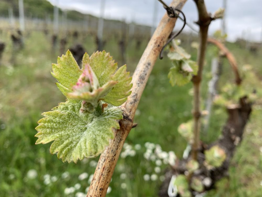 Gueberschwihr ©Tourisme Eguisheim Rouffach (10) Gueberschwihr ©Tourisme Eguisheim Rouffach (10)